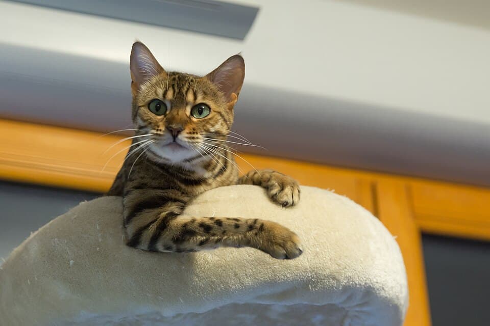 Bengal