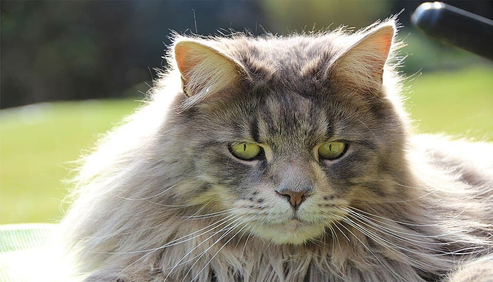 Maine Coon