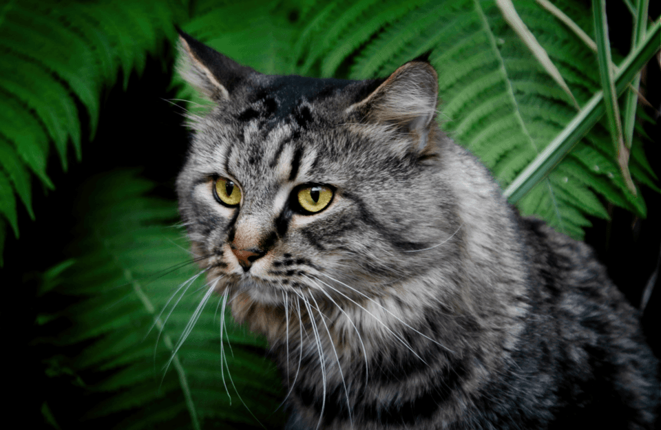 Maine Coon