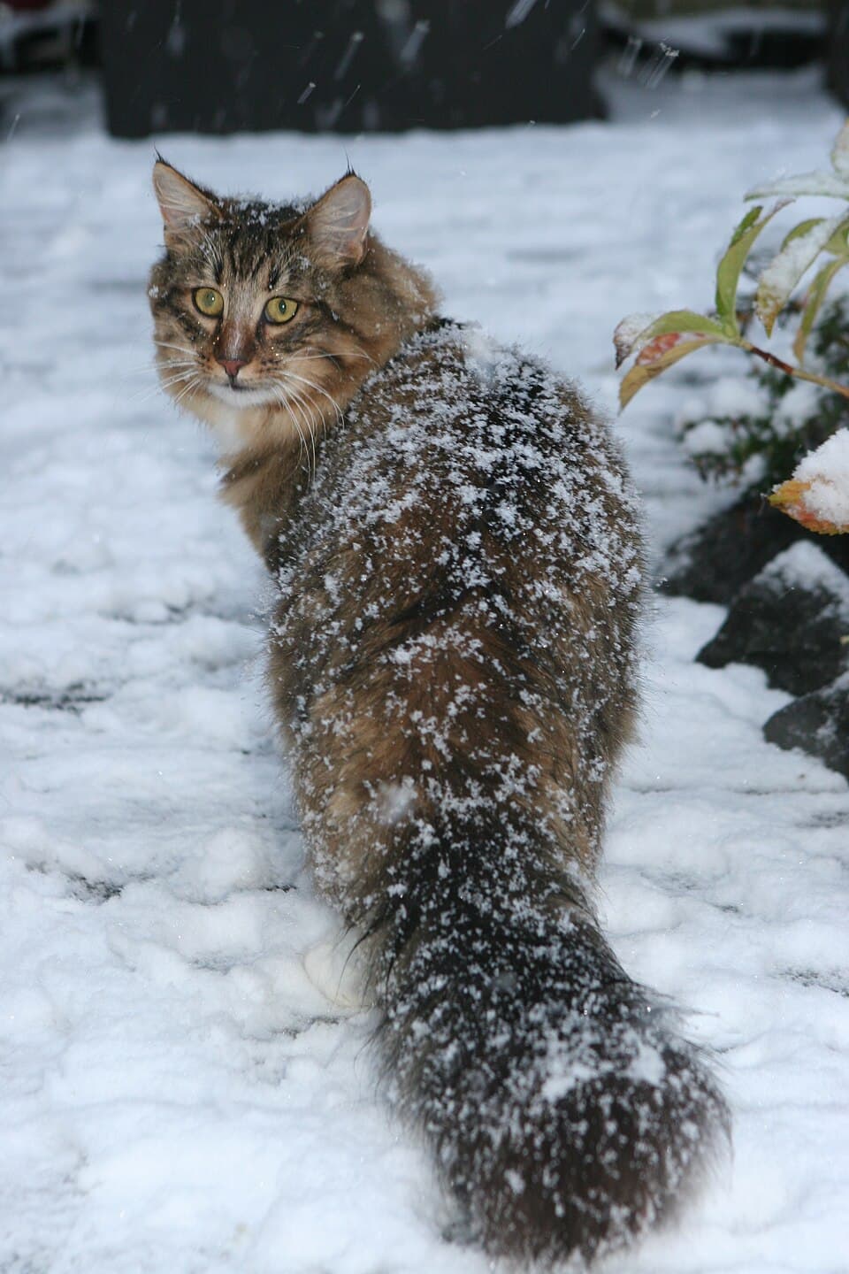 Norsk Skogkatt