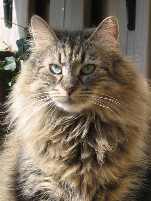 Norsk Skogkatt