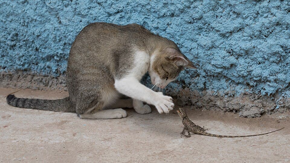 Perserkatt