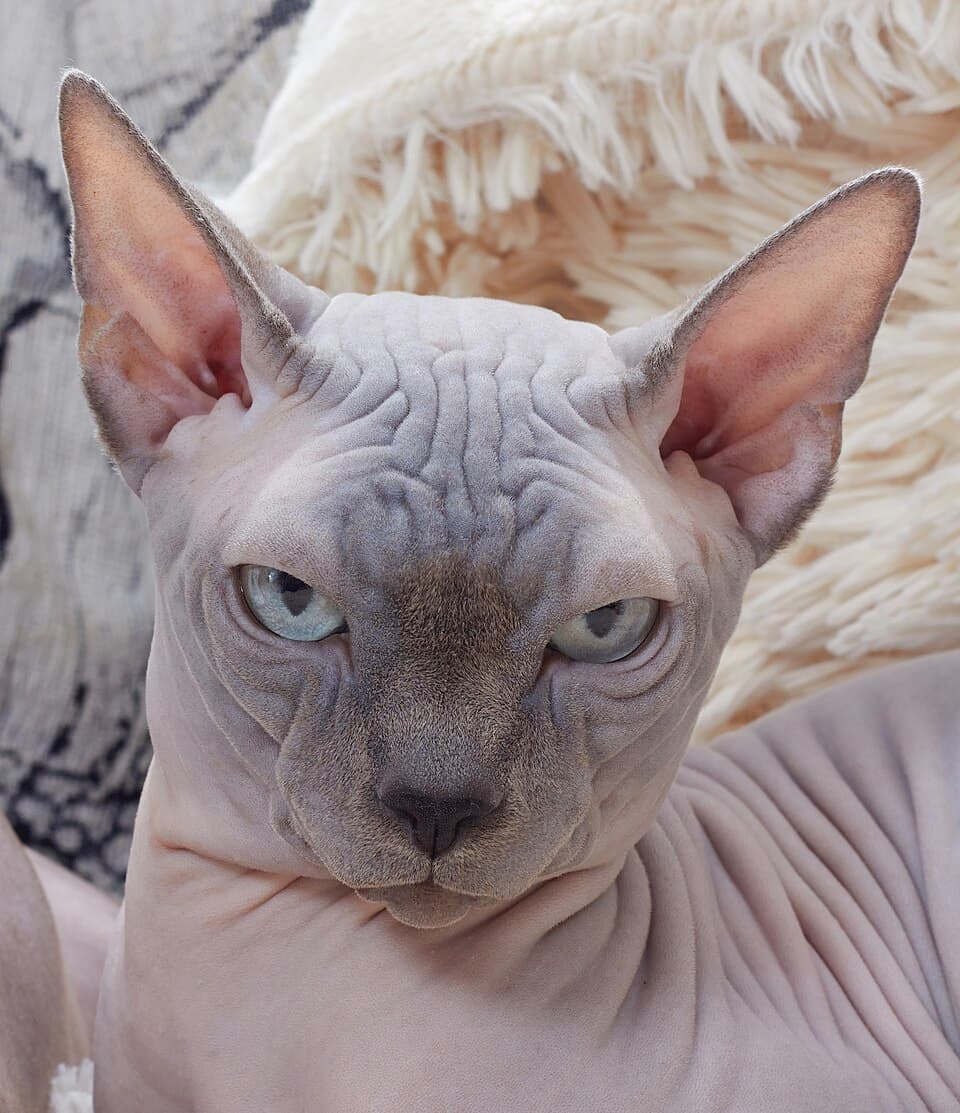 Sphynx