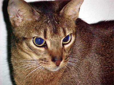 Abyssiner