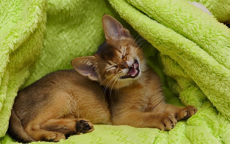 Abyssiner