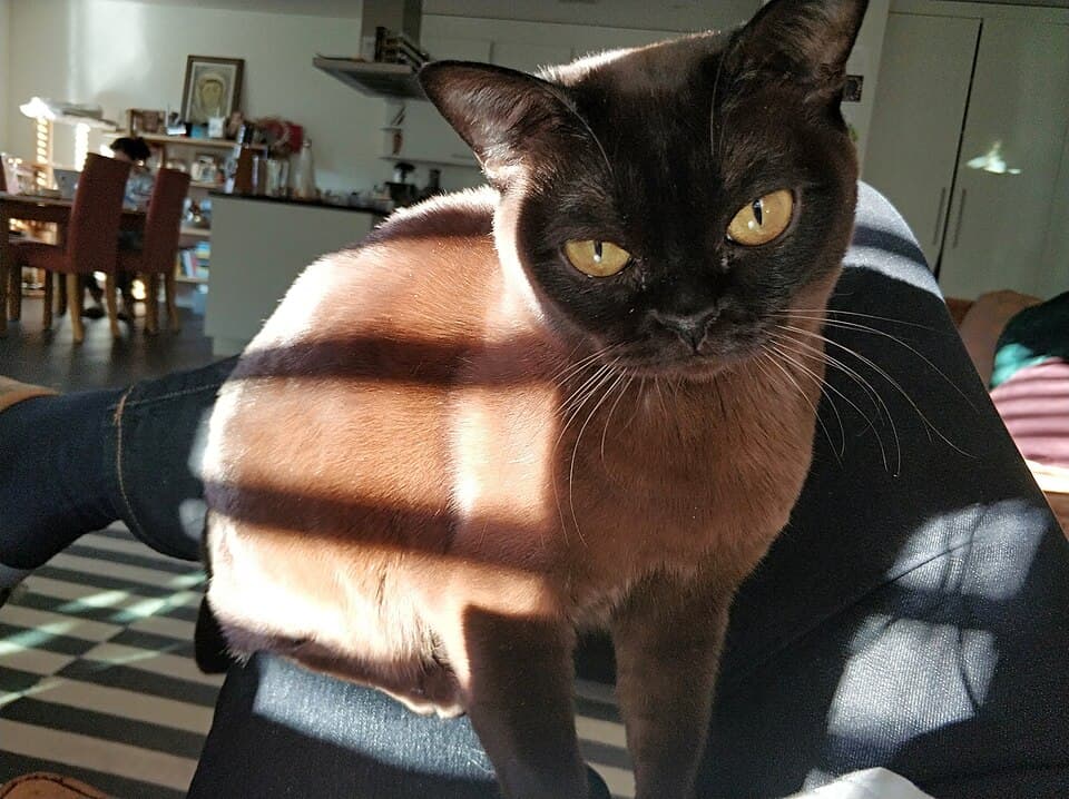 Burmesisk