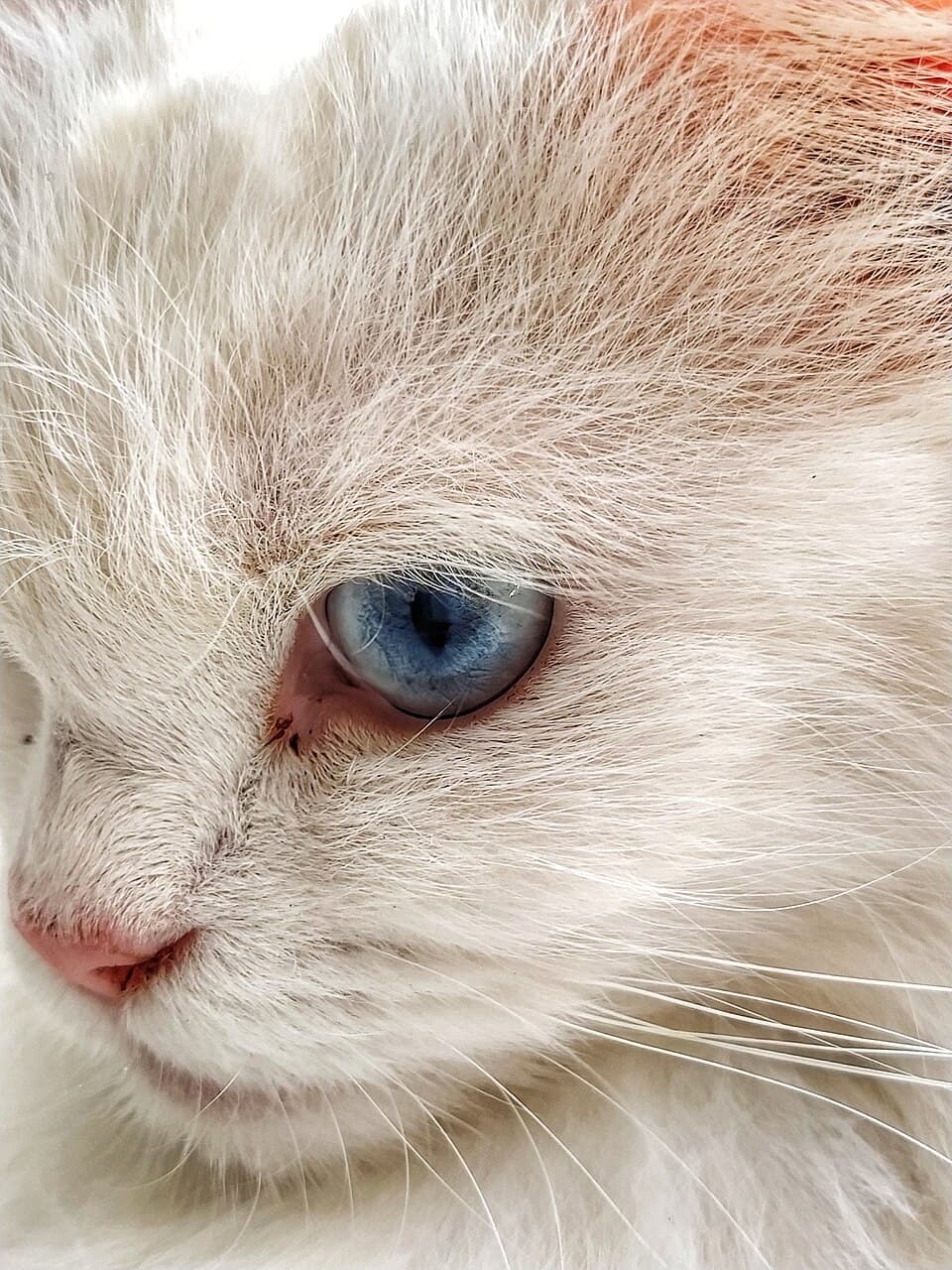 Perserkatt