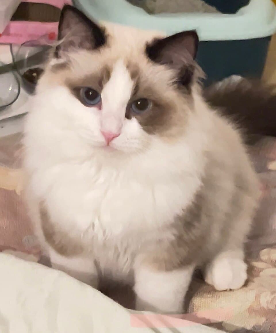 Ragdoll