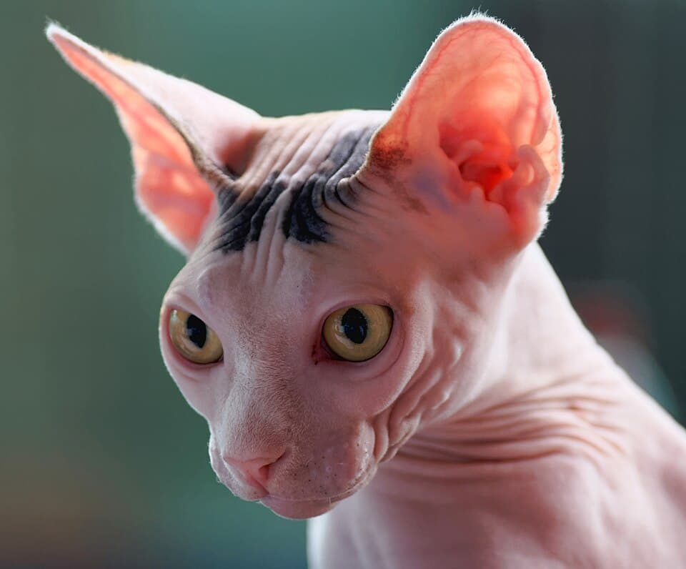 Sphynx