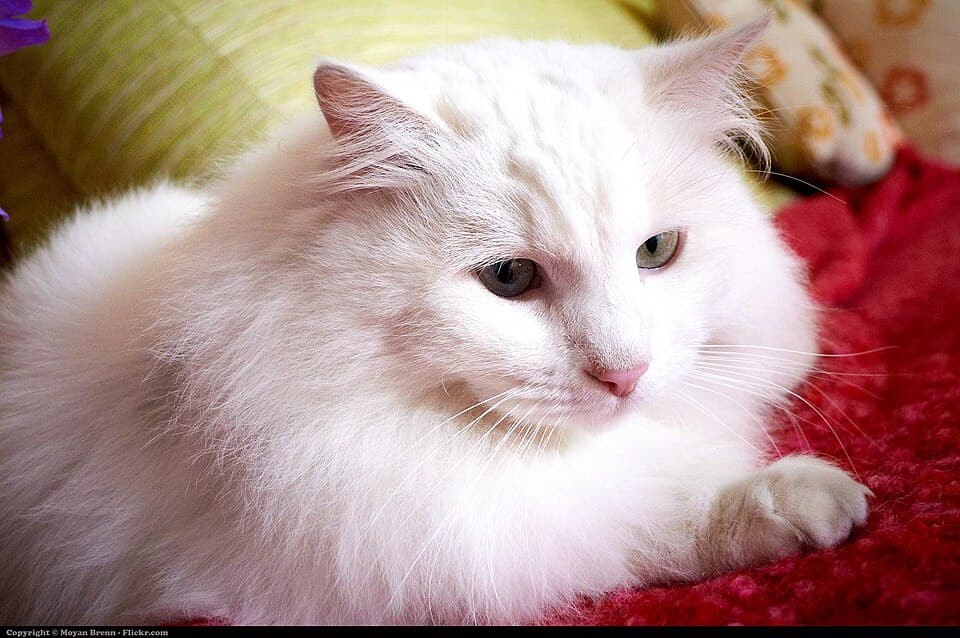 Tyrkisk Angora