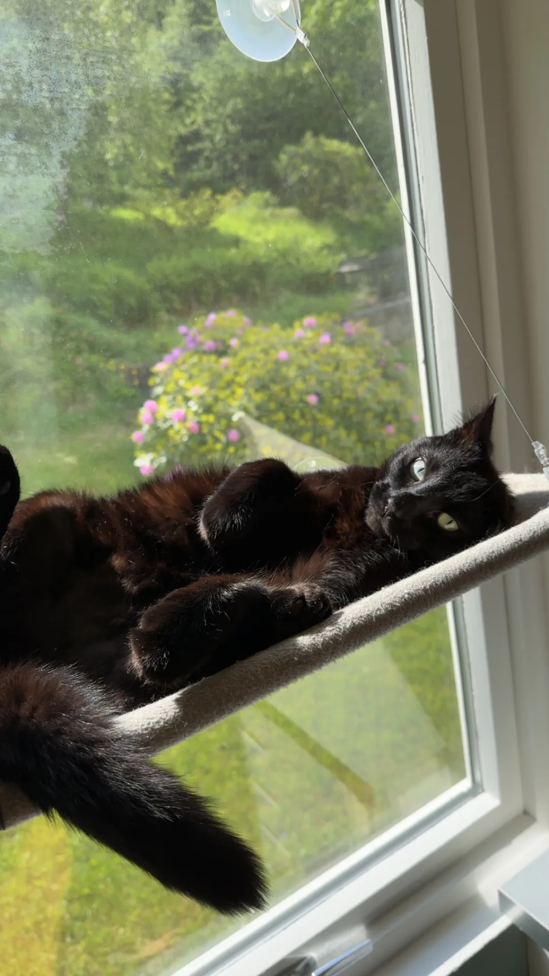 Jiji